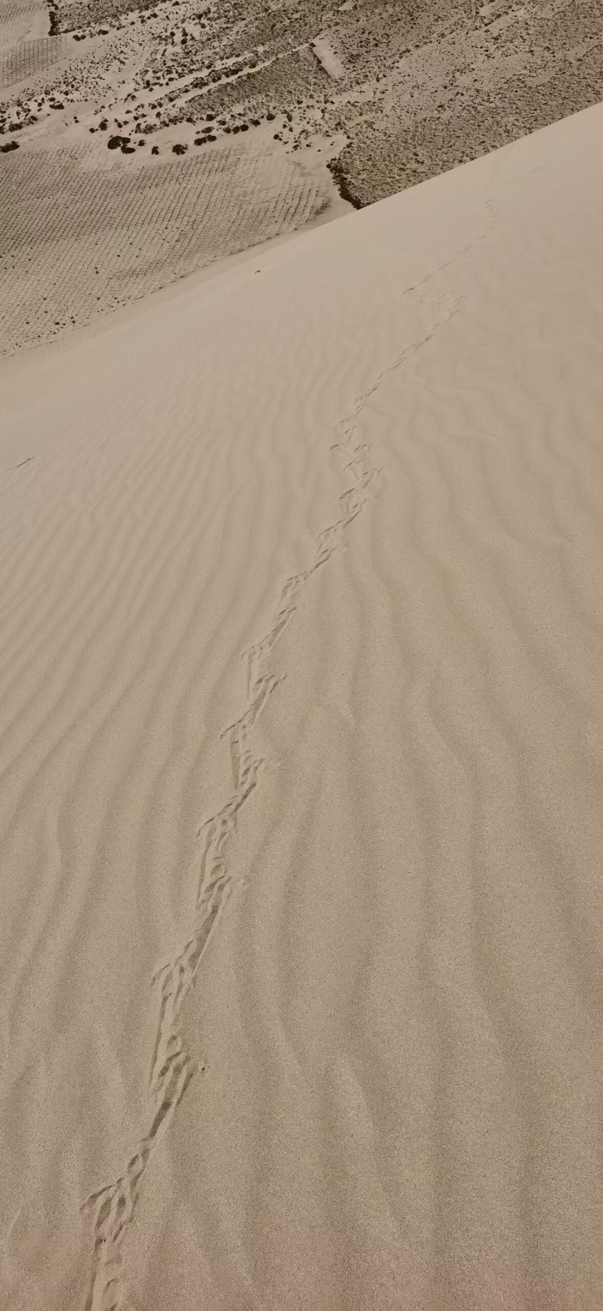 6517d2f4581a2cef0a8b9a0517577efc