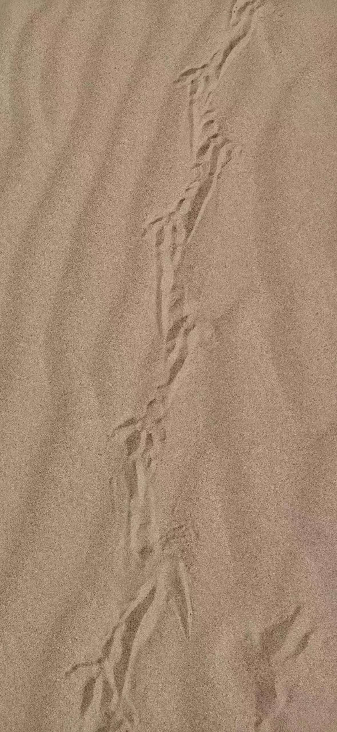 cae3100148136e804d791e4ce4a751a9